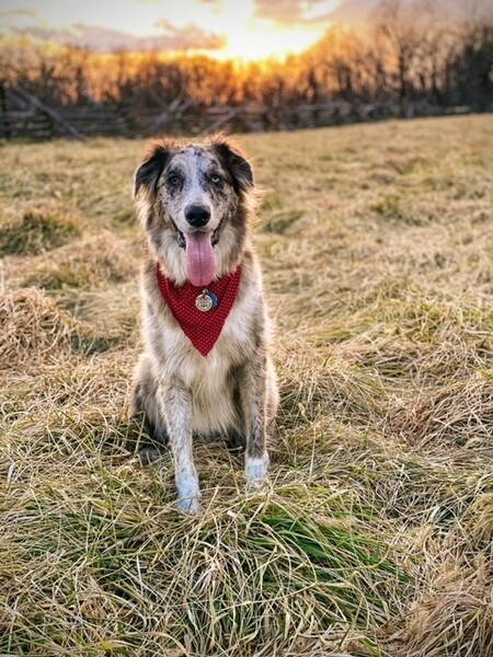 Entry image for Zoey. Clicking this image will show a larger photo