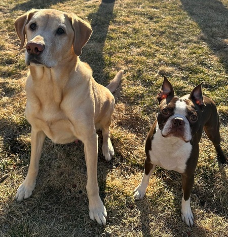 Entry image for Leo & Beau. Clicking this image will show a larger photo