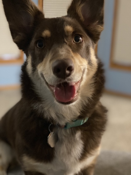 Entry image for Toffee. Clicking this image will show a larger photo