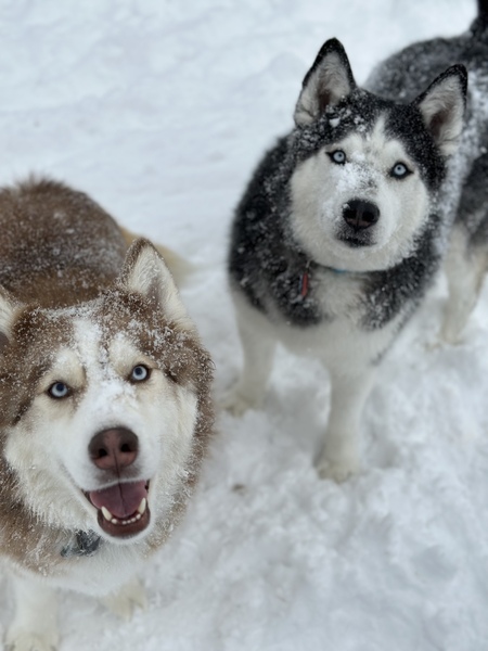 Entry image for Thor & Loki. Clicking this image will show a larger photo