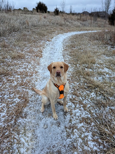 Entry image for Sunny. Clicking this image will show a larger photo