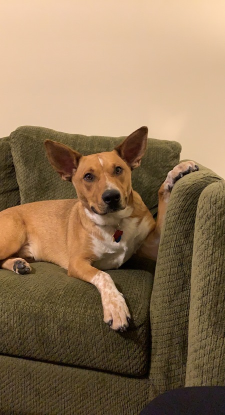 Entry image for Hank. Clicking this image will show a larger photo