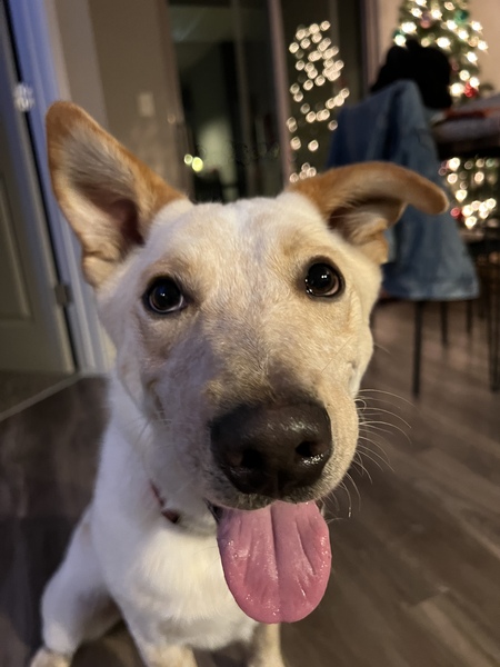 Entry image for Arlo. Clicking this image will show a larger photo