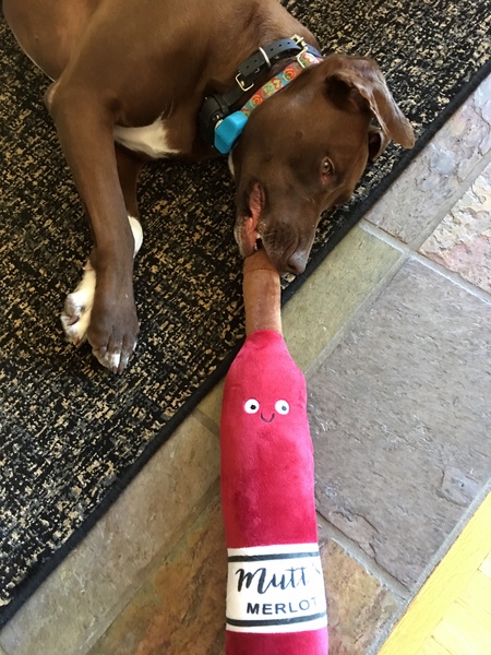 Entry image for Bailey. Clicking this image will show a larger photo