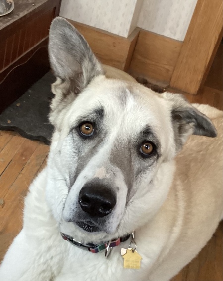 Entry image for Mocha. Clicking this image will show a larger photo