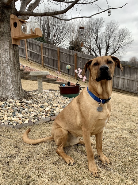 Entry image for Rizzo. Clicking this image will show a larger photo