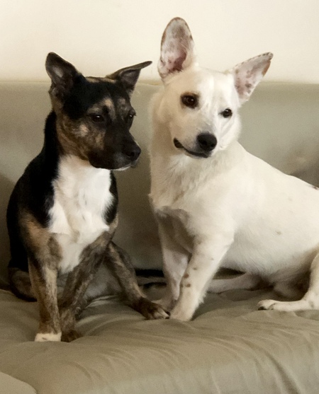 Entry image for Tilly & Stubbs. Clicking this image will show a larger photo