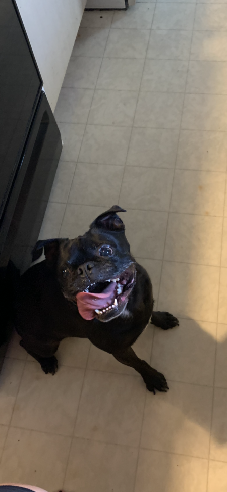 Entry image for Ollie . Clicking this image will show a larger photo