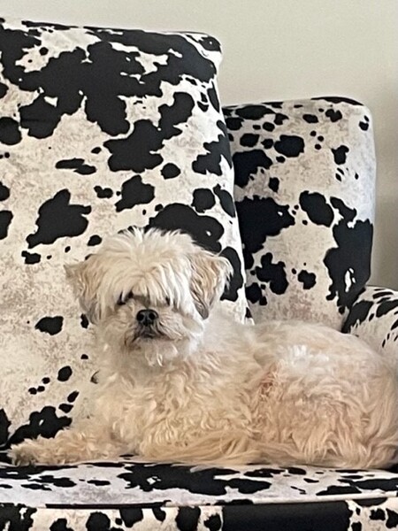 Entry image for Flicka . Clicking this image will show a larger photo