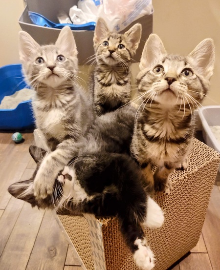 Entry image for Nikko and the foster kittens. Clicking this image will show a larger photo
