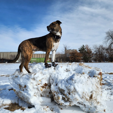 Entry image for Blue. Clicking this image will show a larger photo