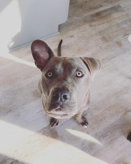Entry image for Rocco. Clicking this image will show a larger photo