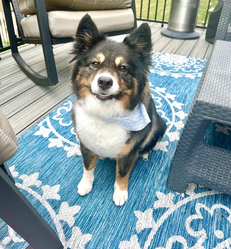 Entry image for Koda. Clicking this image will show a larger photo