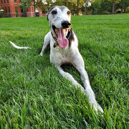 Entry image for Shadow. Clicking this image will show a larger photo