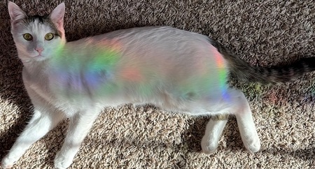 Entry image for Rainnie. Clicking this image will show a larger photo