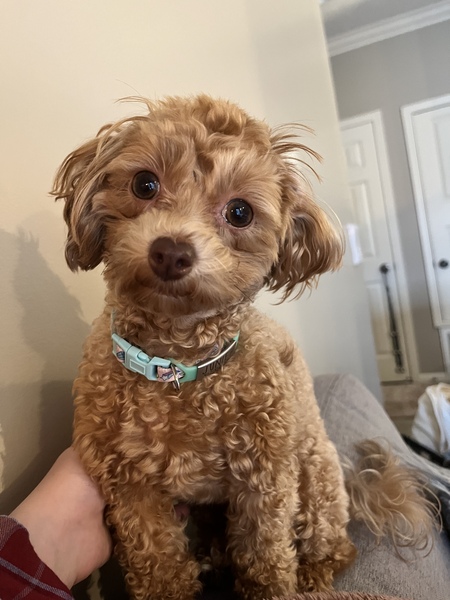 Entry image for Junie. Clicking this image will show a larger photo