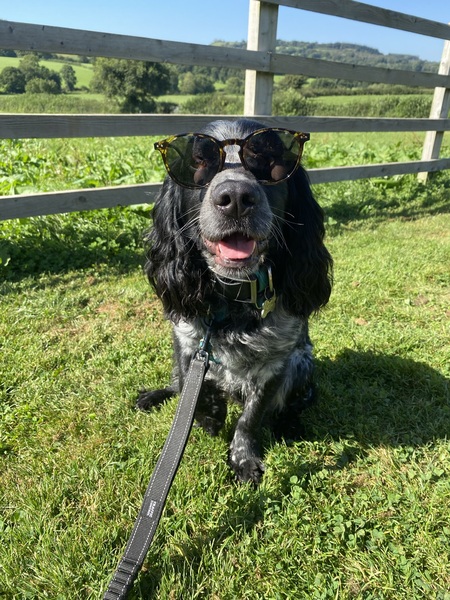 Archie chilling in the sun