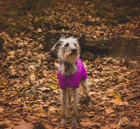 Millie