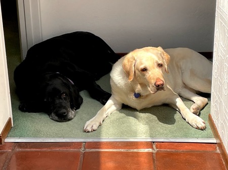 Shiloh and Fondy (nee: "Fondue")