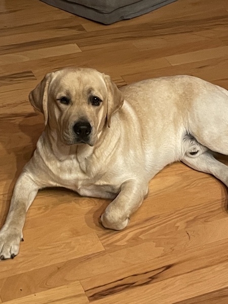 Ollie (1 1/2 year old male labrador)