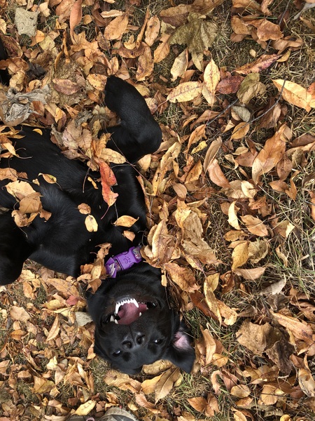 Nova