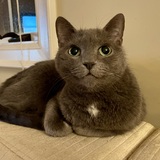 Entry image for Monkey