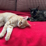 Entry image for Rio & Reese