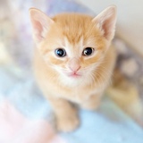 Entry image for Coach