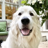 Entry image for Bear