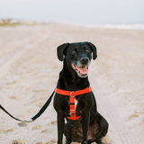 Entry image for Kobe