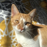 Entry image for Fawkes