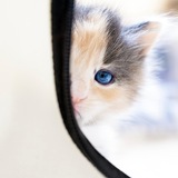 Entry image for Butterscotch 