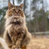 Entry image for Starfire