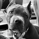 Entry image for Bubba