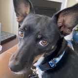 Entry image for Sadie