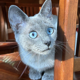 Entry image for Sarabi