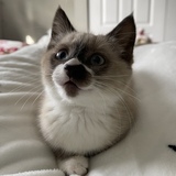 Entry image for Adley