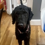 Entry image for Coal