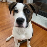 Entry image for Daisy