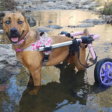 Entry image for Gracie