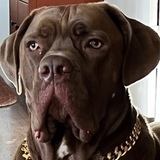 Entry image for Frank