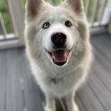 Entry image for Nala