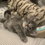 Entry image for Tortufo