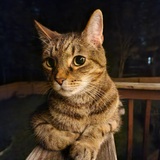 Entry image for Krumpus