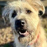 Entry image for Tycho (tie-koh)