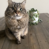 Entry image for Pancake