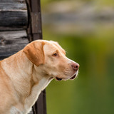 Entry image for Cosmo