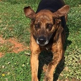 Entry image for Trooper