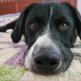 Entry image for Quincy