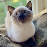 Entry image for Gatsby (sir Gatsby McGillicuddy PoopNscratch 